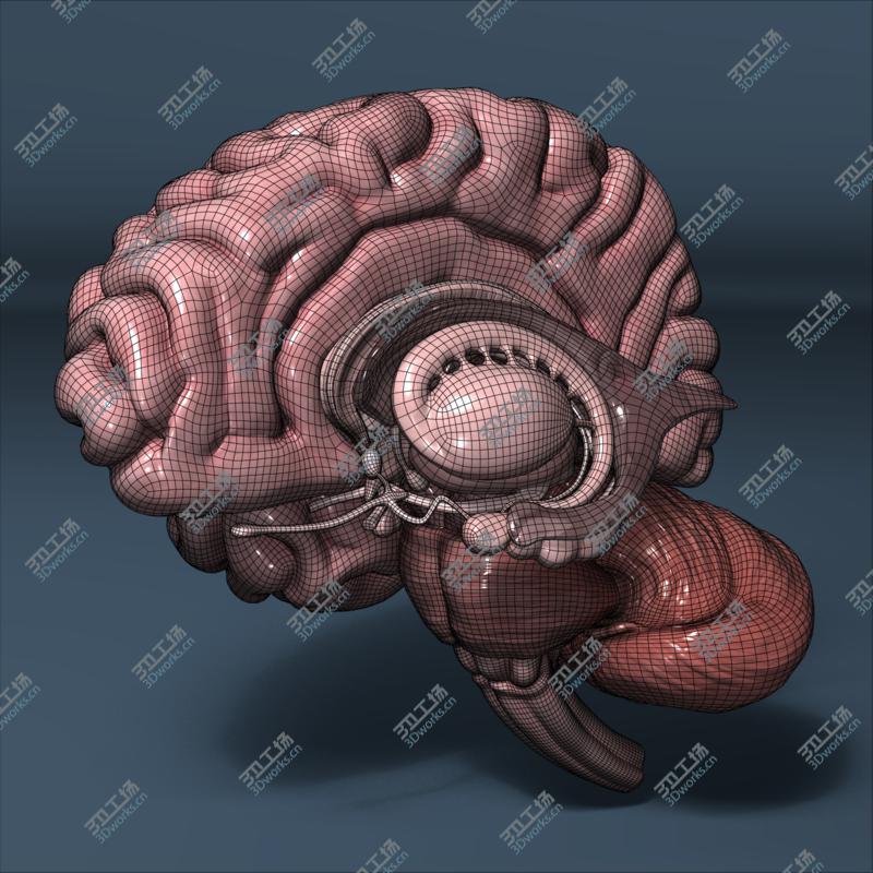 images/goods_img/20210114/Human Brain/3.jpg